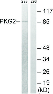 Anti-PKG2 antibody produced in rabbit