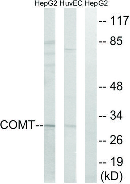 Anti-COMT antibody produced in rabbit