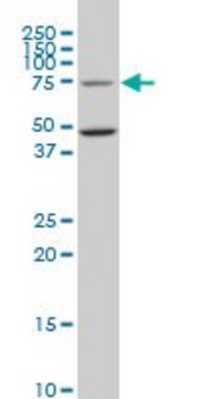 Monoclonal Anti-HSGT1 antibody produced in