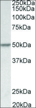 Anti-PDCD4 antibody produced in goat