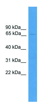 Anti-USP30 antibody produced in rabbit