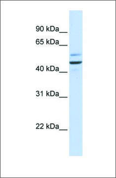 Anti-GOLM1 antibody produced in rabbit