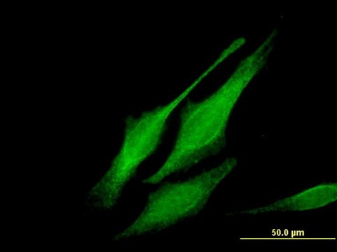 Monoclonal Anti-MORG1 antibody produced in