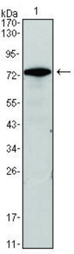 Monoclonal Anti-GATA3 antibody produced in