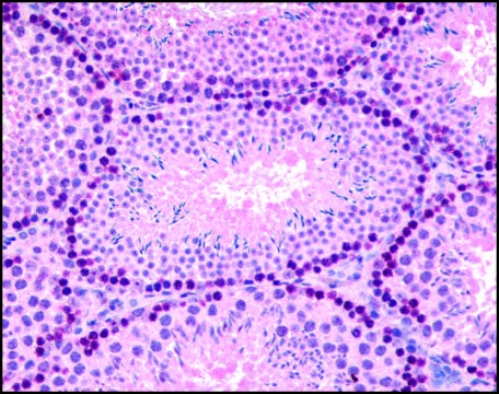 Anti-GLI2 antibody produced in rabbit