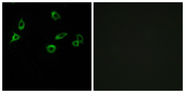 Anti-OR10S1 antibody produced in rabbit