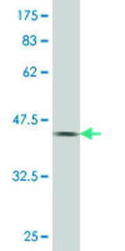 ANTI-PAX7 antibody produced in mouse