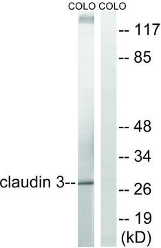 Anti-Claudin 3 antibody produced in