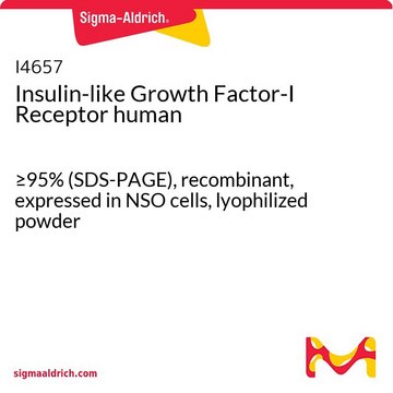 Insulin-like Growth Factor-I Receptor human