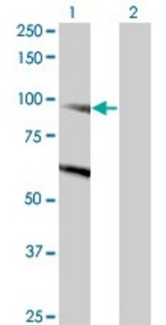 Monoclonal Anti-DNMBP antibody produced in