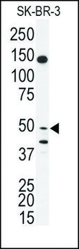 Anti-BPIL1 (N-term) antibody produced in