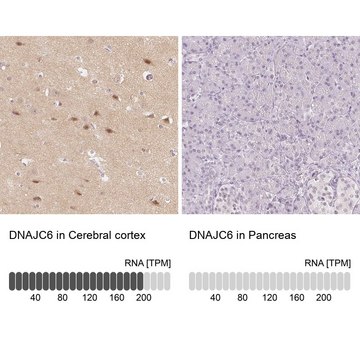 Anti-DNAJC6 antibody produced in rabbit