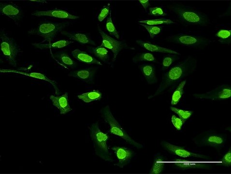 Anti-ALOX5 antibody produced in rabbit
