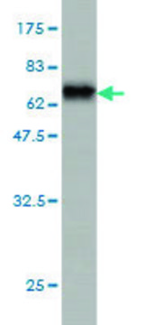 Monoclonal Anti-DNAJB5 antibody produced in