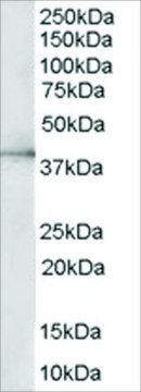 Anti-ERK2/MAPK1 antibody produced in goat