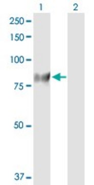 Anti-GUCY1A3 antibody produced in rabbit
