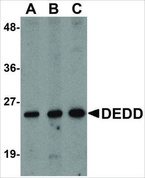 Anti-DEDD2 antibody produced in rabbit