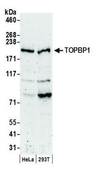 Rabbit anti-TopBP1 Antibody, Affinity Purified