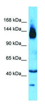 Anti-SLC12A2 (N-terminal) antibody produced in