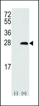 ANTI-OPRS1 (CENTER) antibody produced in