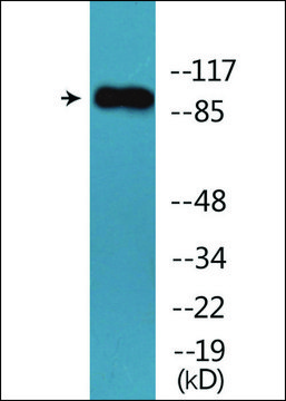 Anti-phospho-Trk B (pTyr???) antibody produced