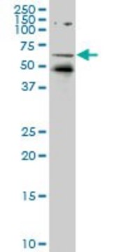ANTI-NR1D1 antibody produced in mouse