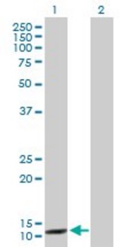 Anti-CCNB3 antibody produced in rabbit