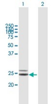 Anti-COQ4 antibody produced in mouse