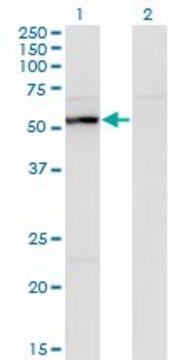 Monoclonal Anti-UAP1 antibody produced in