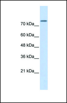 Anti-PLD2 antibody produced in rabbit