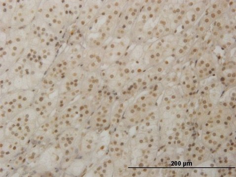 Monoclonal Anti-RAX antibody produced in