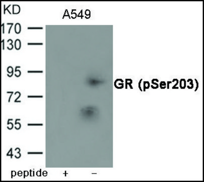 Anti-phospho-GR (pSer²?³) antibody produced in
