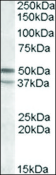 Anti-HTR7 (C-terminal) antibody produced in
