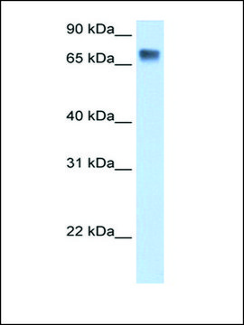 Anti-LSR antibody produced in rabbit