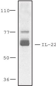 Anti-Interleukin-22 Receptor, N-Terminal antibody produced
