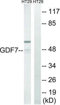 Anti-GDF7 antibody produced in rabbit