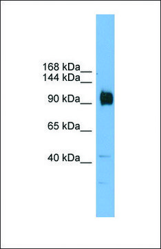 Anti-ZFP445 antibody produced in rabbit