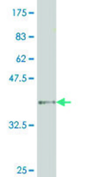ANTI-HNF4A antibody produced in mouse