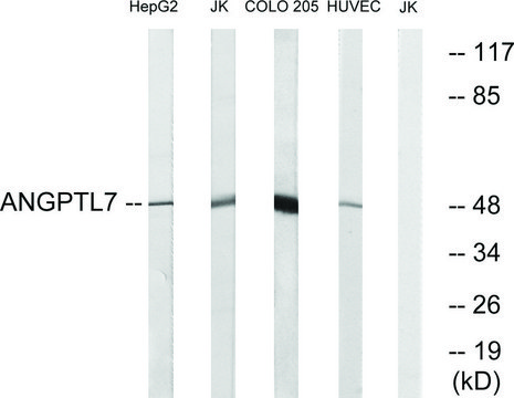 Anti-ANGPTL7 antibody produced in rabbit