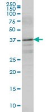 Monoclonal Anti-BOLL, (C-terminal) antibody produced