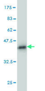 ANTI-PUM2 antibody produced in mouse