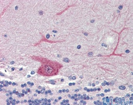 Anti-GABARAPL1 antibody produced in rabbit
