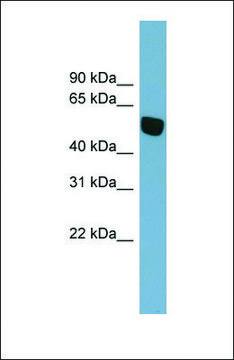 Anti-SLC38A5, (N-terminal) antibody produced in