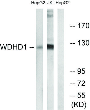 Anti-WDHD1 antibody produced in rabbit