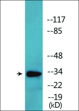 Anti-phospho-CDK2 (pThr¹??) antibody produced in
