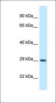 Anti-OLIG1 antibody produced in rabbit