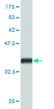 Monoclonal Anti-BCAR3 antibody produced in