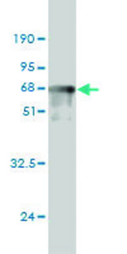 Monoclonal Anti-PRKAB1 antibody produced in