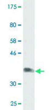 Monoclonal Anti-NDST3 antibody produced in