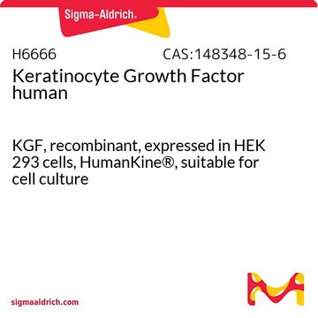 Keratinocyte Growth Factor human
